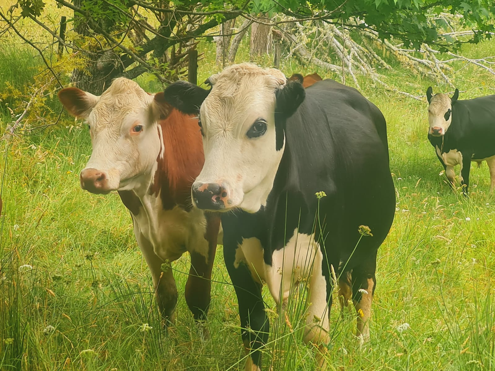 Grass-fed cattle grazing on hillside pasture in Northland