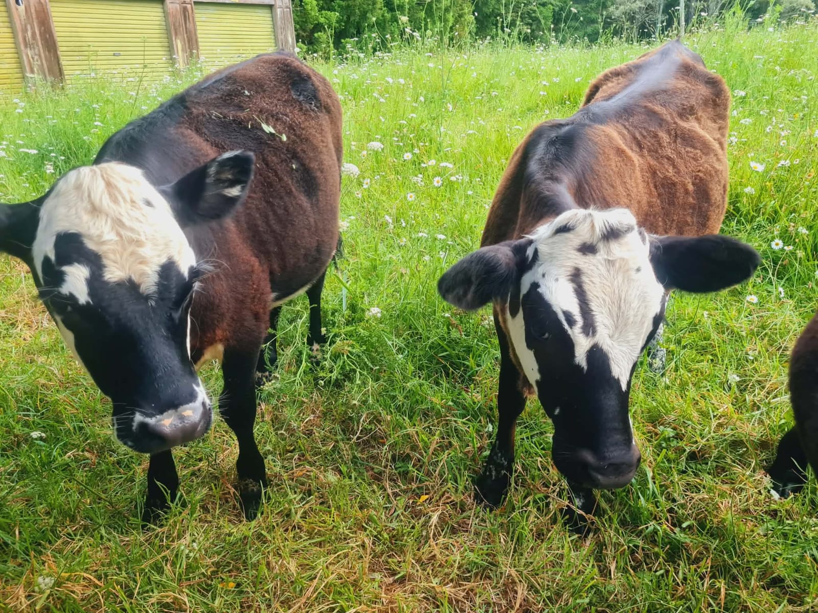 Grass-fed cattle grazing on lifestyle blocks in Whangārei, Northland
