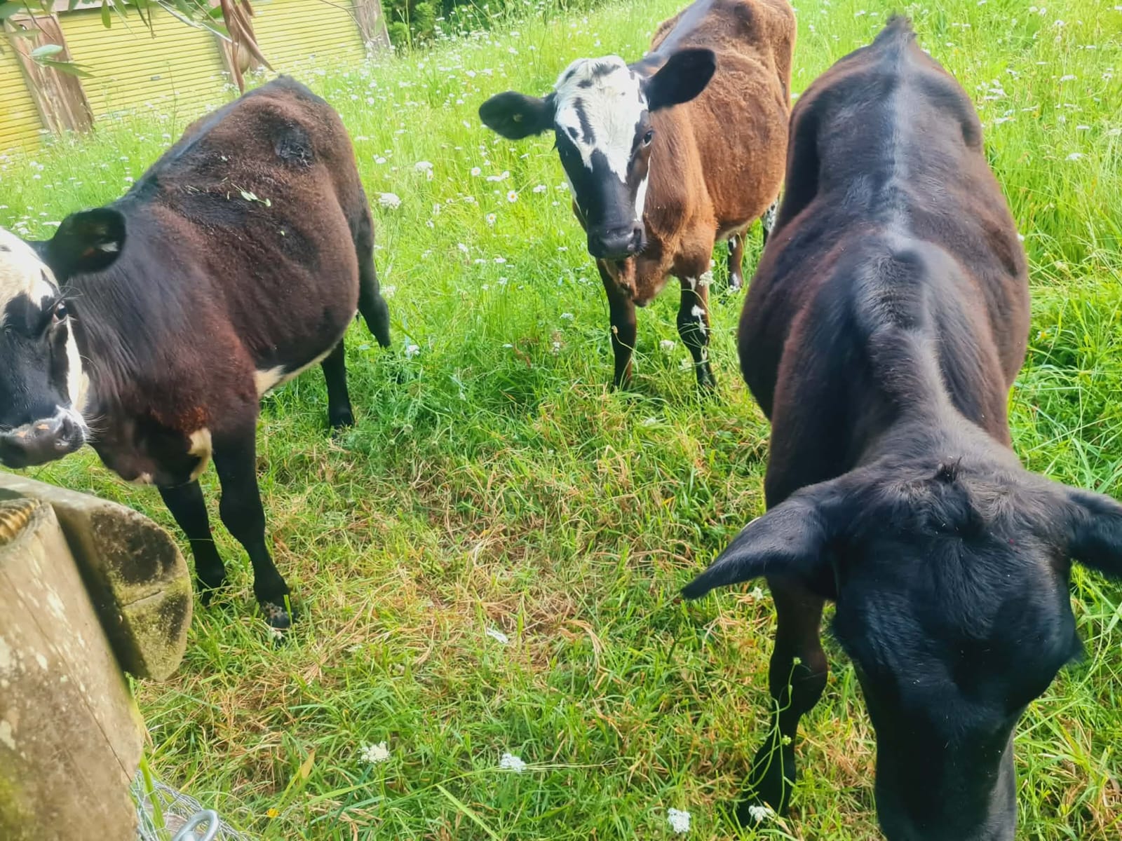 Grass-fed beef cattle herd grazing on pasture in Northland, New Zealand
