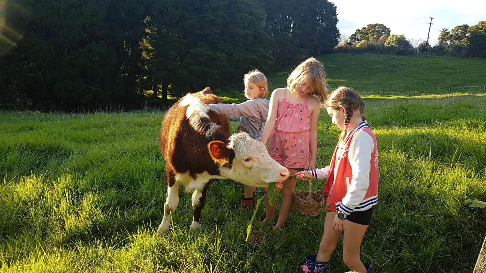 Children hand-feeding a Hereford calf on our Northland lifestyle block
